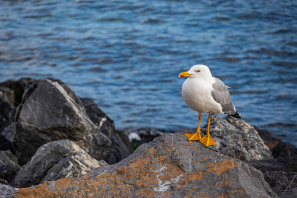 istock close up seagull on rock at sea side in nature 1077525770