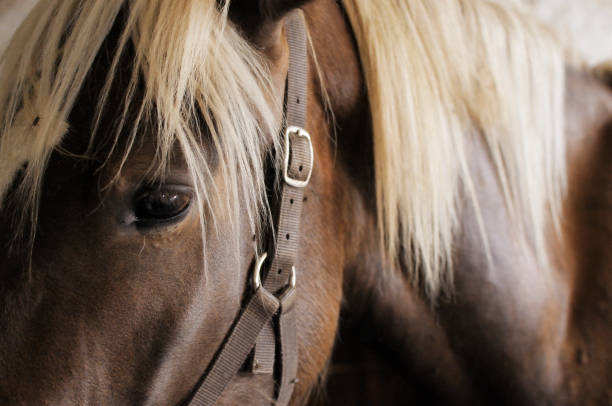 cavallo marrone - recinto per animali foto e immagini stock