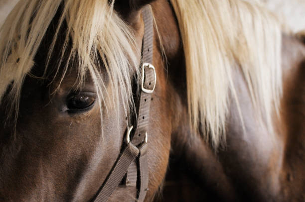 Brown horse Close-up of a brown horse in the stable animal pen stock pictures, royalty-free photos & images