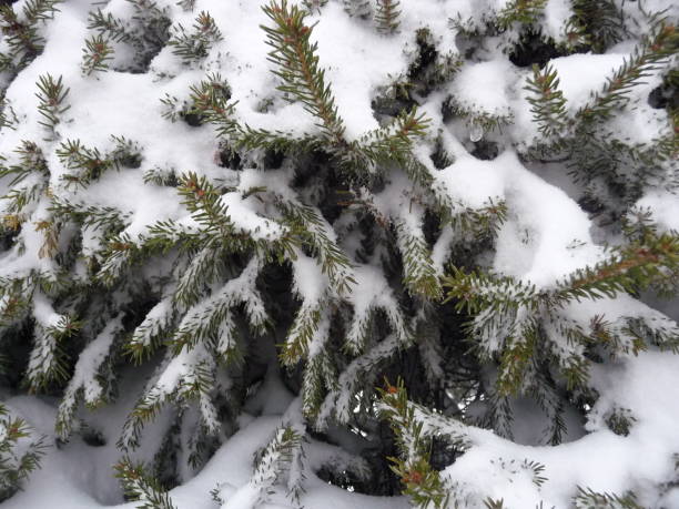 istock Winter backgronds spruce branches in the snow. 1077526482