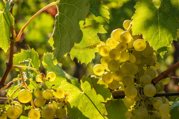 vid de la variedad de uva müller-thurgau - thurgau fotografías e imágenes de stock