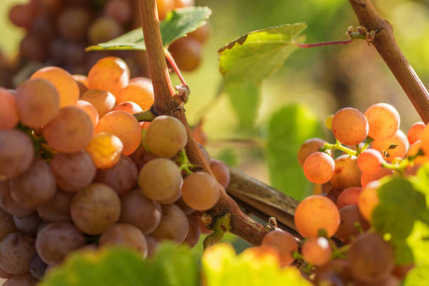 traminer mûrit au soleil - gewurztraminer photos et images de collection