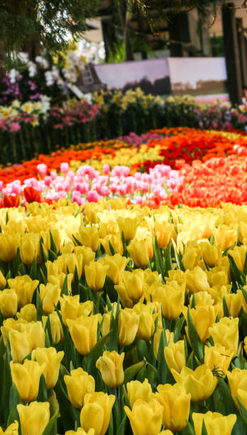 istock Tulips in Thailand 1077528870