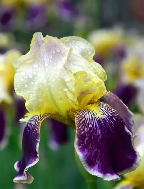 Close-up of a flower of bearded iris (Iris germanica) with rain drops . Yellow and violet iris flowers are growing in a garden.