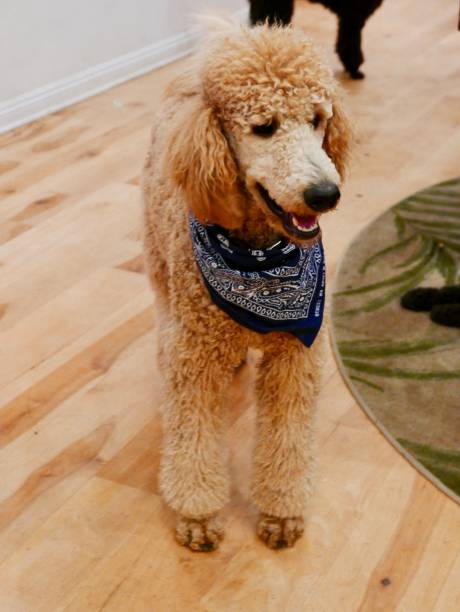 休日の記号 - standard poodle ストックフォトと画像