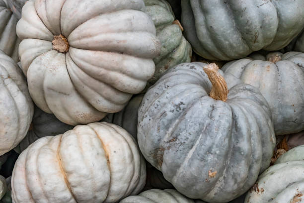 istock close up raw pumpkins in greengrocer 1077529178