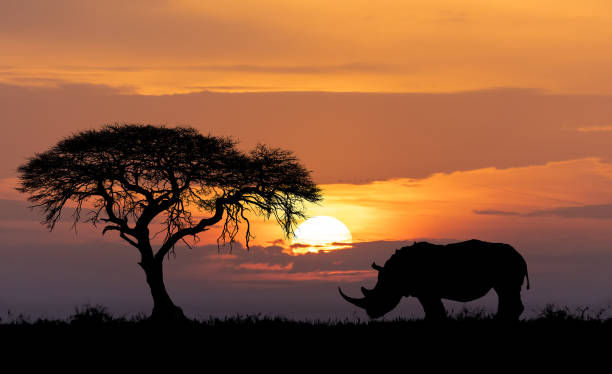 istock Africa wildlife and wilderness concept 1077531894