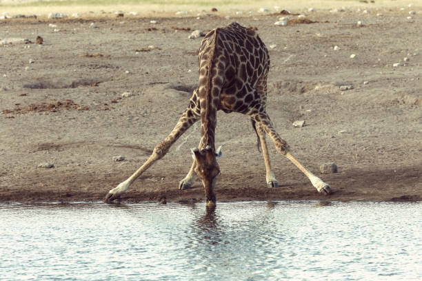 istock Giraffe on Etosha, Namibia safari wildlife 1077531912