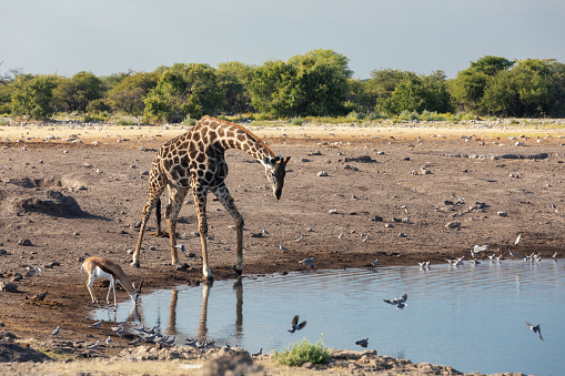 drinking Giraffe camelopardalis on Etosha National park waterhole, Namibia safari wildlife