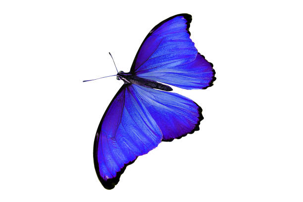 istock beautiful color butterfly isolated on white 1077538668