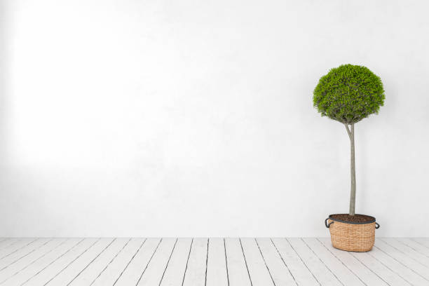 istock Blank white wall with plant, tree, wooden white floor. 3d render illustration mockup. 1077539240