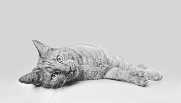 Cute tabby cat lying down and looking at camera. Black and white image with copy space.
