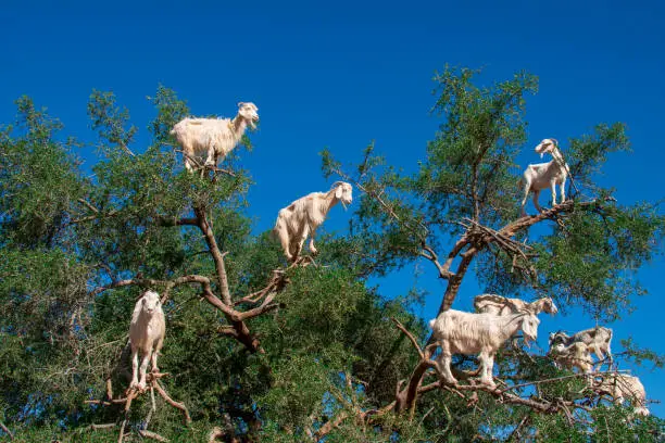 Photo of Goat on tree