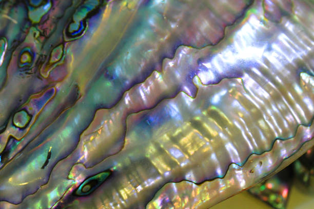 istock natural pearl texture form big sea shell 1077547846