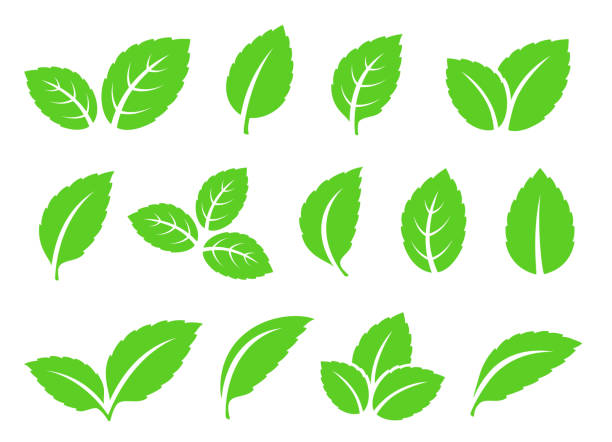 ilustraciones, imágenes clip art, dibujos animados e iconos de stock de set de iconos de hojas de menta - tea crop leaf freshness organic
