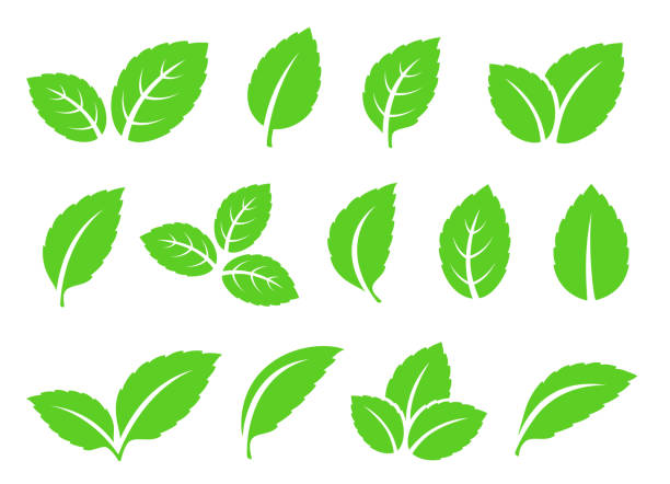 листья мяты набор иконок - tea crop leaf freshness organic stock illustrations