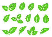 mint leaves set icons