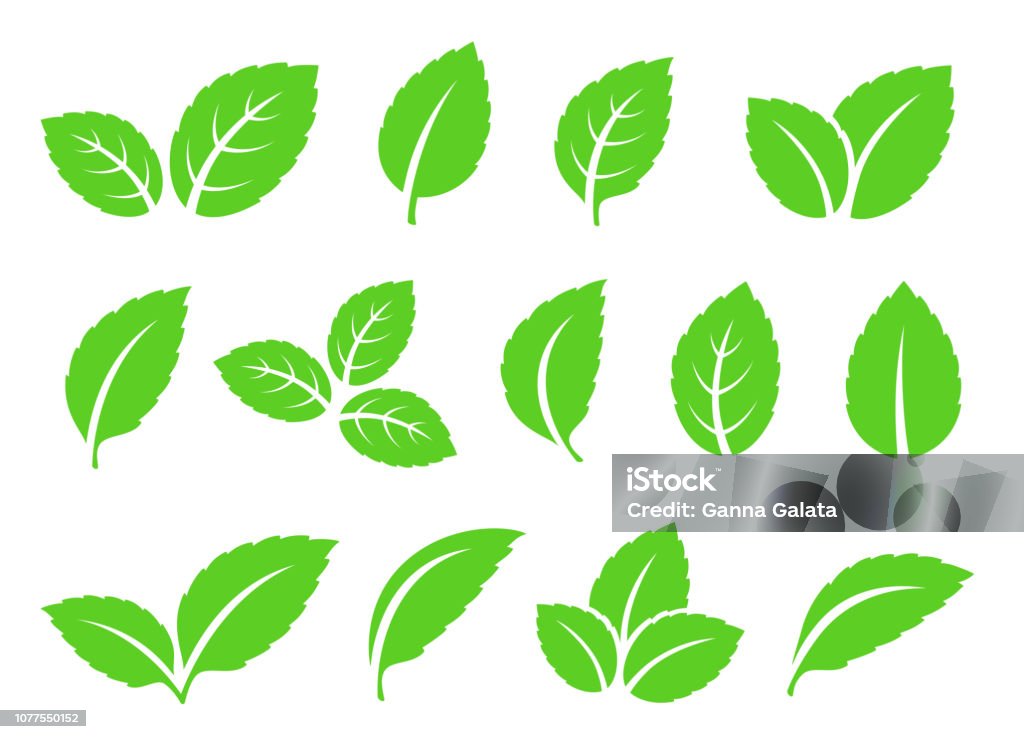 mint leaves set icons abstract green leaves set icons on white background Mint Leaf - Culinary stock vector
