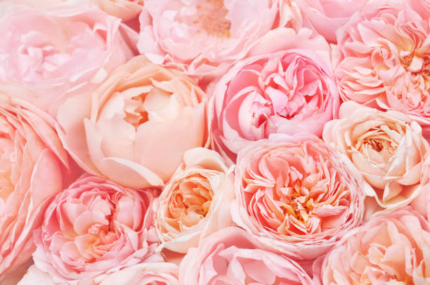 istock Rose and blooming flowers festive background 1077551582