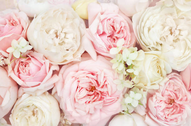 istock Rose and blooming flowers festive background 1077553144