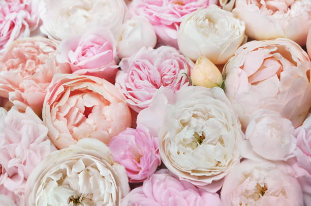 istock Rose and blooming flowers festive background 1077553294
