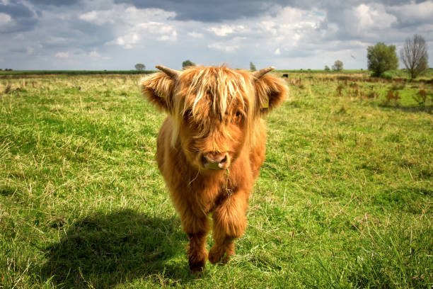 baby galloway corre su un prato verde - young animal agriculture galloway highland cattle foto e immagini stock