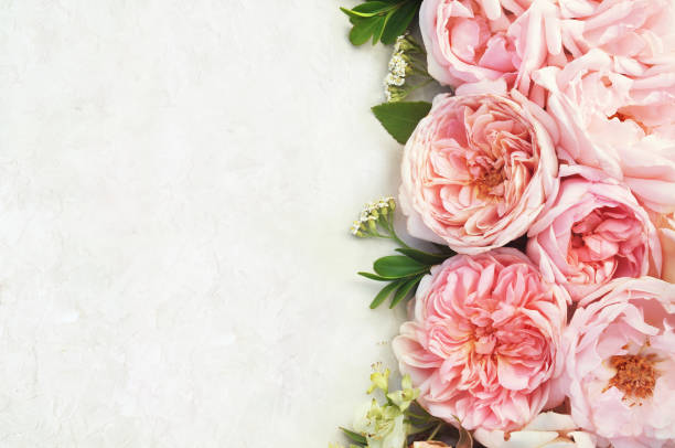 istock Rose and blooming flowers festive background 1077553928