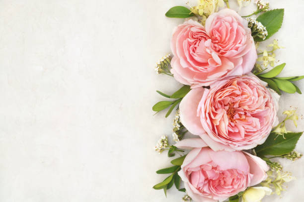 istock Rose and blooming flowers festive background 1077554006
