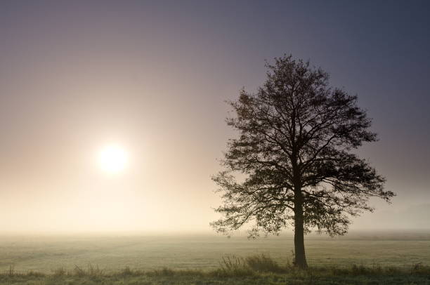 istock A lonely tree in mist and morning sunlight 1077554394