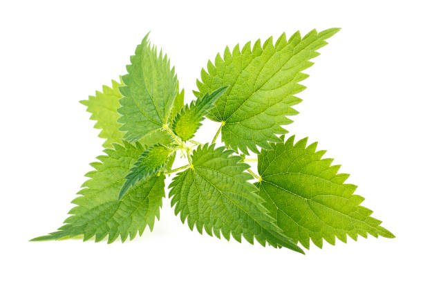 istock Nettle leaves isolated on white background 1077554612
