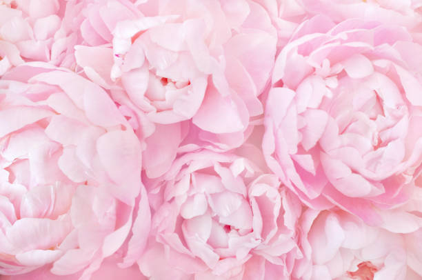 istock Spring blossoming delicate peony flowers 1077557726