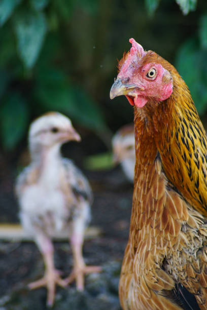 istock The native chicken face on the background is a colorful shrub. 1077558016