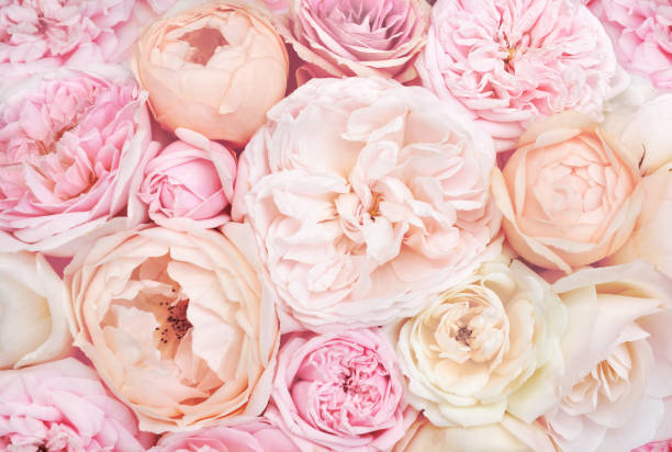 istock Rose and blooming flowers festive background 1077558250