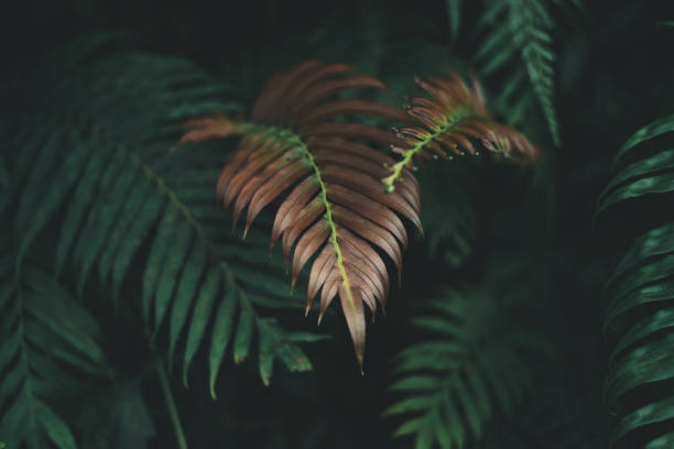 Fern foliage Dark green and cold detail leaf