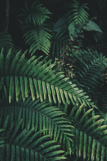 istock Fern foliage Dark green and cold detail leaf 1077561154