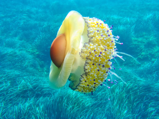 istock Mediterranean jelly or fried egg jellyfish (Cotylorhiza tuberculata) in the wild. 1077567112