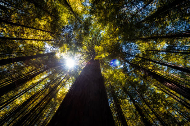 istock redwood forests in Rotorua 1077569382