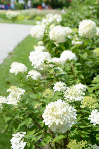 istock white hortensia (hydrangea) bush flowering. 1077569428
