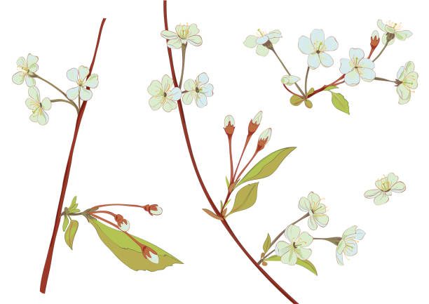 Spring blossom. Collection white, bluish, mauve flowers: cherry, (sakura, plum). Florets, branches, buds, green leaves on white background. Digital drawing in watercolor style, vector Spring blossom. Collection white, bluish, mauve flowers: cherry, (sakura, plum). Florets, branches, buds, green leaves on white background. Digital drawing in watercolor style, vector bluish white stock illustrations
