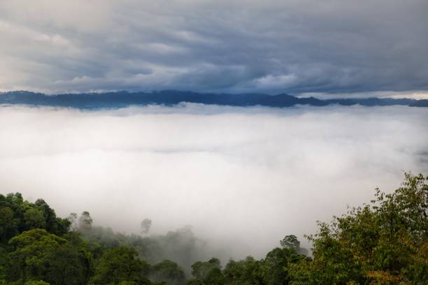 istock Morning mist on top of mountain in deep forest and Picture blurred pattern.Use for website/banner, backdrop, montage 1077573144