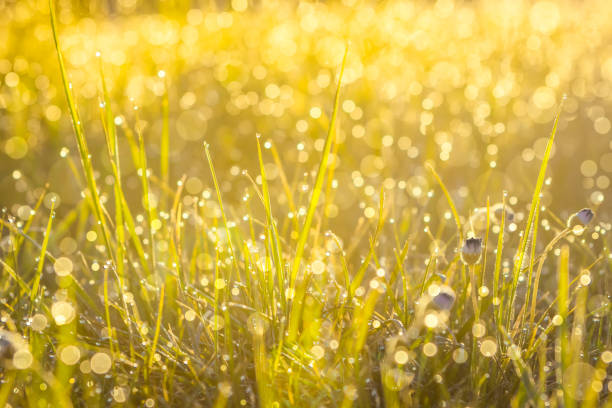 istock Summer meadow, green grass field in warm sunlight, nature background concept, soft focus, warm pastel tones 1077574754