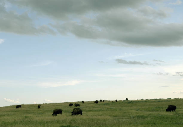 istock Theodore Roosevelt National Park 1077575506