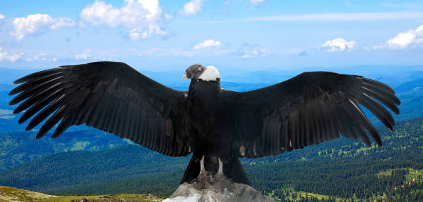 istock Andean condor  in wildness 1077575514
