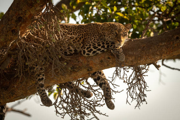 istock Leopard lies on branch with legs dangling 1077577308
