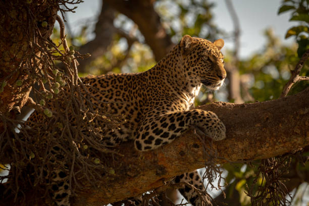 istock Leopard lies on branch of fig tree 1077577314