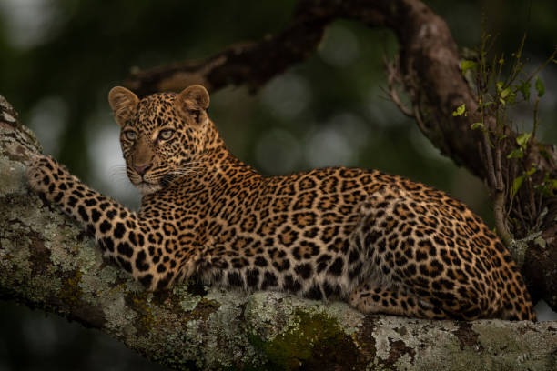 istock Leopard lies on lichen-covered branch looking left 1077577318