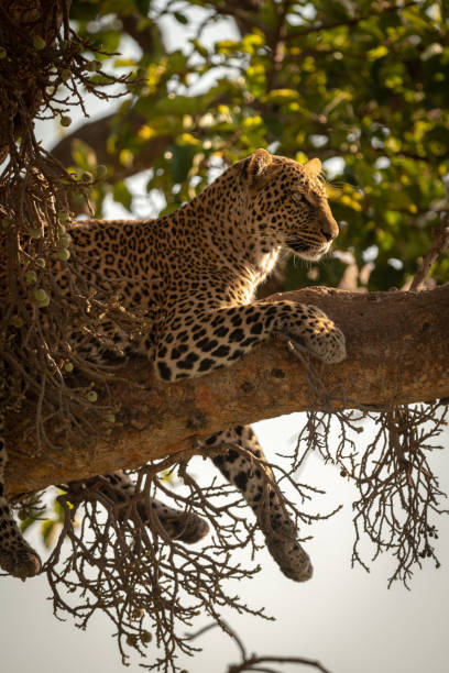istock Leopard lies with legs dangling from branch 1077577340