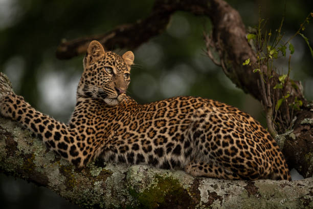 istock Leopard lying on lichen-covered branch looks back 1077577414