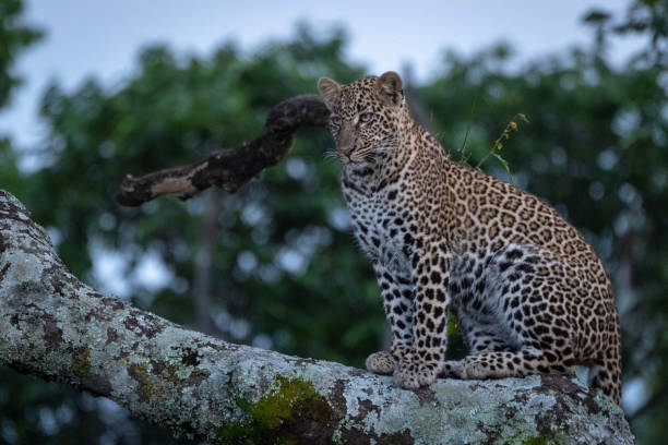 istock Leopard sits on branch covered in lichen 1077577534