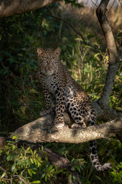 istock Leopard sits on branch in dappled sunshine 1077577556